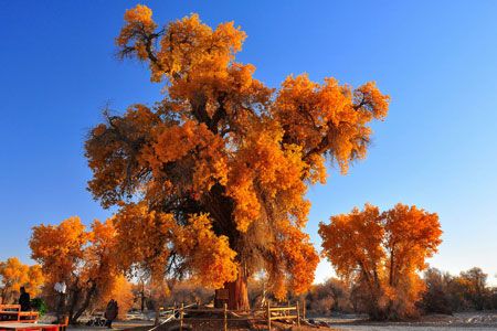 美哉秋韻：喀納斯、禾木、可可托海、胡楊攝影10日游