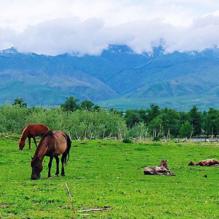 伊犁牧場(chǎng)：天池、賽里木湖、那拉提、巴音布魯克、吐魯番環(huán)游8日