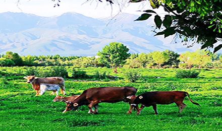 獨(dú)庫(kù)北疆：喀納斯、伊犁、可可托海、天池環(huán)游8日